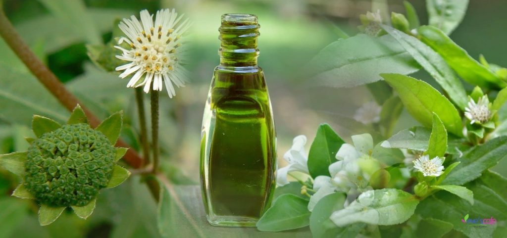 7 فایده مهم روغن برینگراج برای موهای قوی‌تر و سالم‌تر7 فایده مهم روغن برینگراج برای موهای قوی‌تر و سالم‌تر