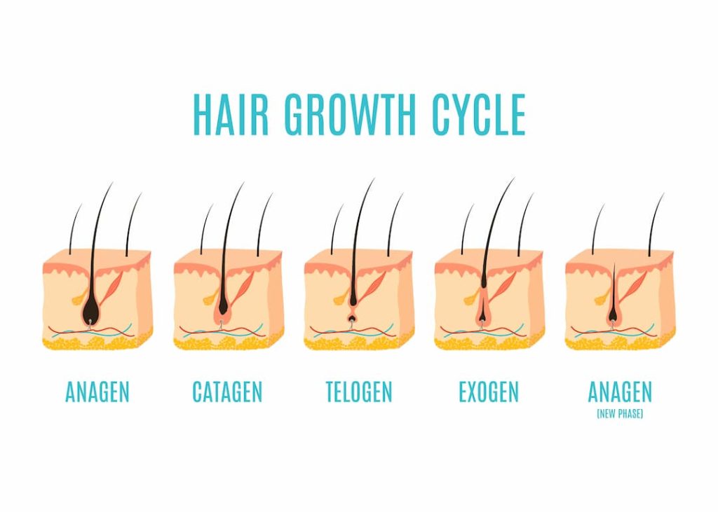 ریزش مو طبیعی چقدر است؟ آیا ماساژ با روغن واقعاً تأثیر دارد؟ (راهنمای کامل و علمی 2026)